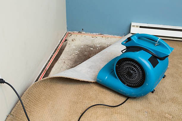 Best Professional water damage repair  in Borrego Springs, CA